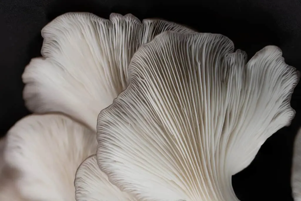 cueillette champignons