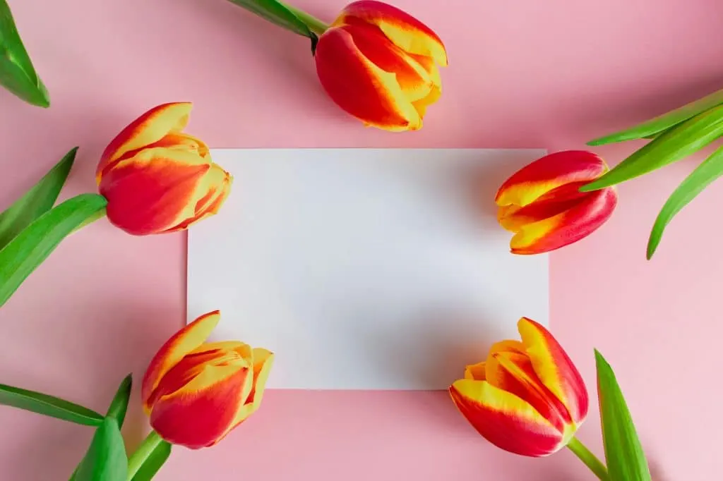 Erstellen Sie ansprechende Designs mit Canva – Waxoo.com